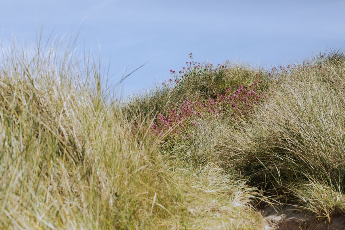 A coastal garden in flower